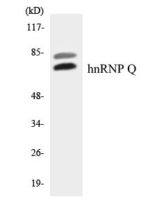 Western blot analysis of extracts from Jurkat/HuvEc/293 cells, using hnRNP Q Antibody.