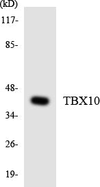 Western blot analysis of extracts from HT-29 cells, using TBX10 Antibody. The lane on the right is treated with the synthesized peptide.