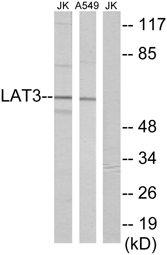 Western blot analysis of extracts from A549/Jurkat cells, using LAT3 Antibody.
