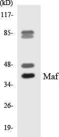 Western blot analysis of extracts from HuvEc/HepG2/HeLa/COLO205 cells, using Maf Antibody. The lane on the right is treated with the synthesized peptide.