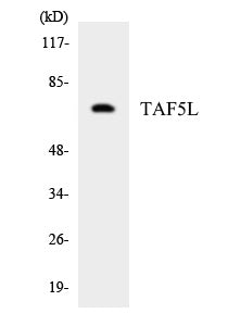 Western blot analysis of extracts from HT-29/COS7 cells, using TAF5L Antibody. The lane on the right is treated with the synthesized peptide.