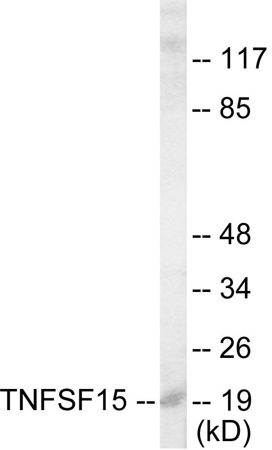 Western blot analysis of extracts from COLO205 cells, using TNFSF15 Antibody.