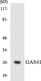 Western blot analysis of extracts from mouse lung cells, using GAS41 Antibody. The lane on the right is treated with the synthesized peptide.