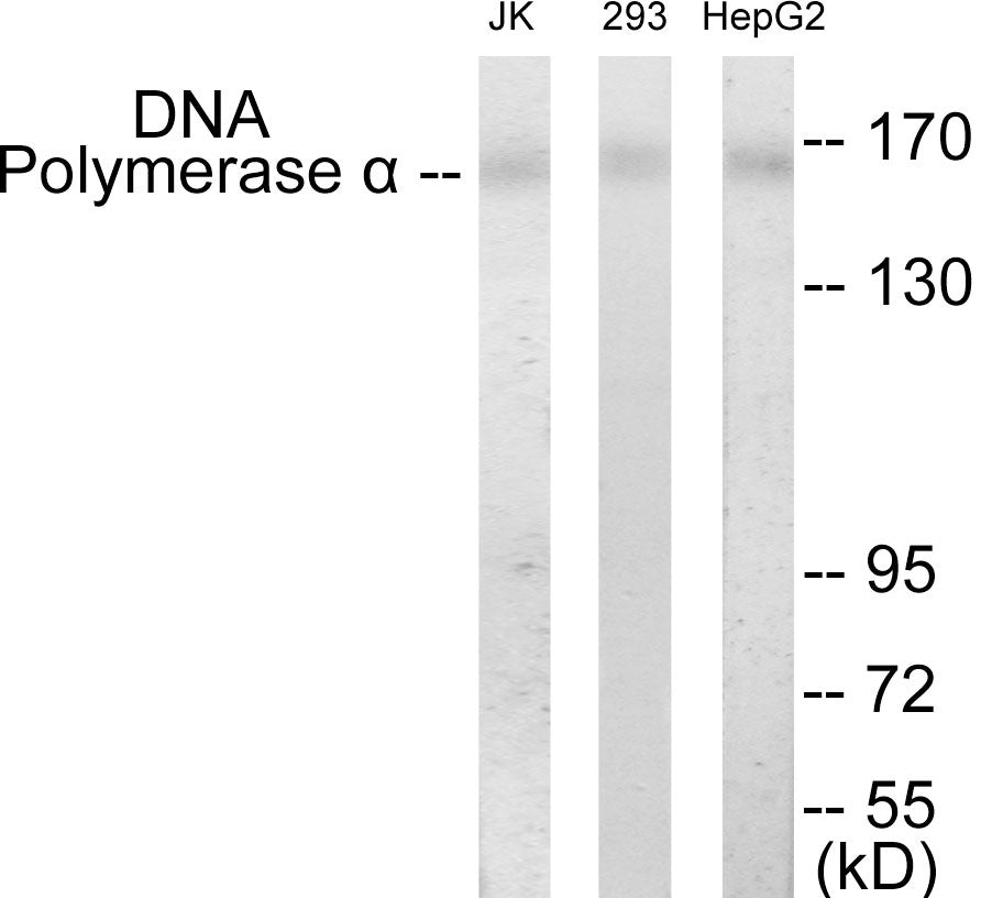 Western blot analysis of extracts from HepG2/293/Jurkat cells, using DNA Polymerase alpha Antibody. The lane on the right is treated with the synthesized peptide.