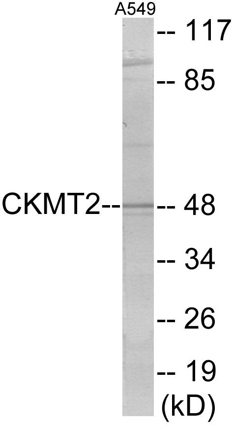 Western blot analysis of extracts from A549 cells, using CKMT2 Antibody.