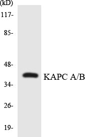 Western blot analysis of extracts from COLO/Jurkat cells, using KAPC A/B Antibody. The lane on the right is treated with the synthesized peptide.