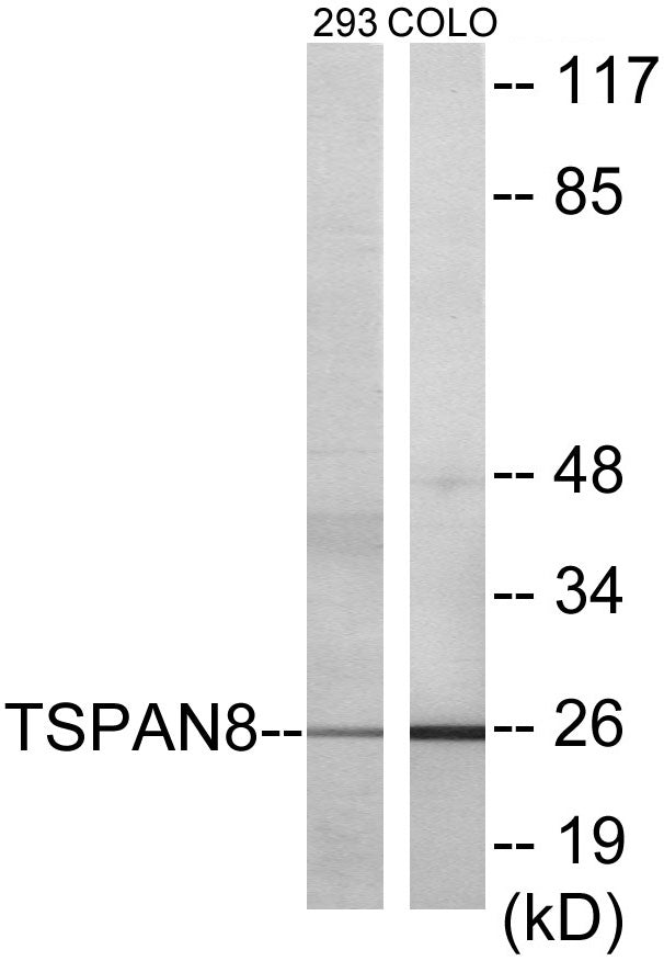Western blot analysis of extracts from 293/COLO cells, using TSPAN8 Antibody.