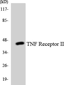 Western blot analysis of extracts from RAW264.7/HT-29/LOVO cells, using TNF Receptor II Antibody.