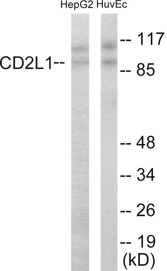 Western blot analysis of extracts from HuvEc/HepG2 cells, using CDC2L1 Antibody. The lane on the right is treated with the synthesized peptide.