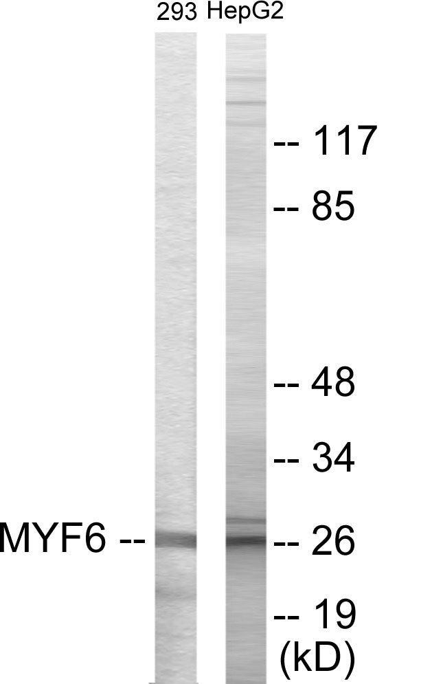Western blot analysis of extracts from HepG2/293 cells, using MYF6 Antibody. The lane on the right is treated with the synthesized peptide.