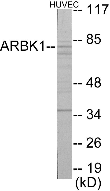 Western blot analysis of extracts from HuvEc cells, using ARBK1 Antibody. The lane on the right is treated with the synthesized peptide.
