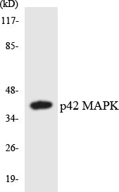 Western blot analysis of extracts from Jurkat/293 cells, using p42 MAPK Antibody.