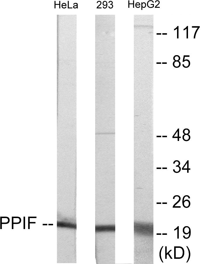 Western blot analysis of extracts from HepG2/HeLa/293 cells, using PPIF Antibody.