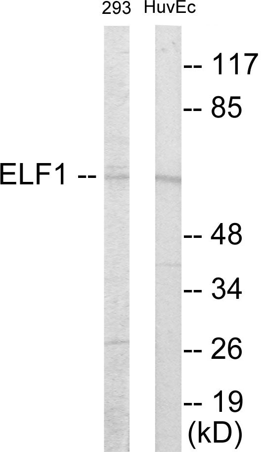 Western blot analysis of extracts from 293/HuvEc cells, using ELF1 Antibody.