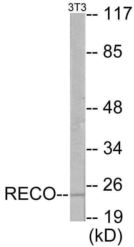 Western blot analysis of extracts from NIH-3T3 cells, using Recoverin Antibody. The lane on the right is treated with the synthesized peptide.