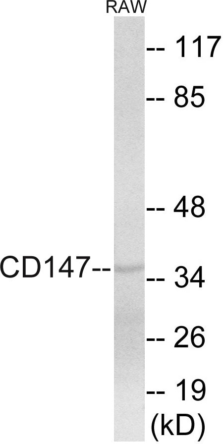 Western blot analysis of extracts from RAW264.7 cells, using CD147 Antibody.