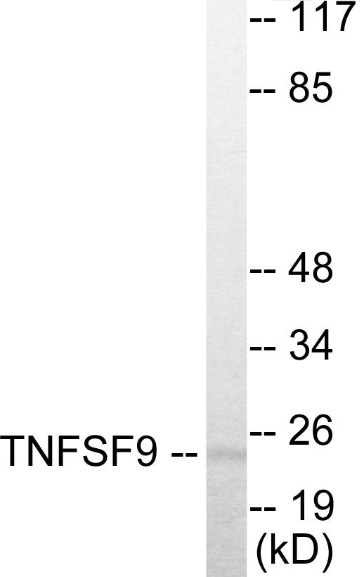 Western blot analysis of extracts from HuvEc cells, using TNFSF9 Antibody.