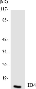 Western blot analysis of extracts from HepG2 cells, using ID4 Antibody. The lane on the right is treated with the synthesized peptide.