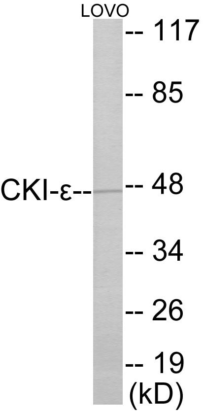 Western blot analysis of extracts from LOVO cells, using CKI-epsilon Antibody.