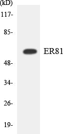 Western blot analysis of extracts from HuvEc cells, treated with PMA 125ng/ml 30', using ER81 Antibody. The lane on the right is treated with the synthesized peptide.