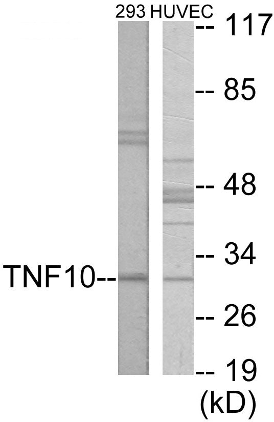 Western blot analysis of extracts from HuvEc cells/293 cells, using CD253 Antibody.