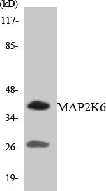 Western blot analysis of extracts from 293 cells, using MAP2K6 Antibody. The lane on the right is treated with the synthesized peptide.