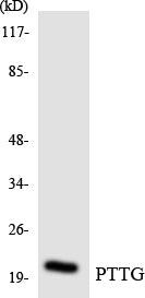 Western blot analysis of extracts from RAW264.7 cells, using PTTG Antibody.