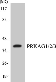 Western blot analysis of extracts from 293/Jurkat cells, using PRKAG1/2/3 Antibody. The lane on the right is treated with the synthesized peptide.