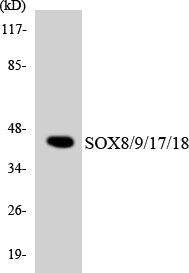 Western blot analysis of extracts from COS7 cells, treated with serum 10% 30’, using SOX8/9/17/18 Antibody.