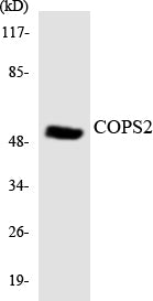 Western blot analysis of extracts from COS7/COLO205 cells, using COPS2 Antibody.