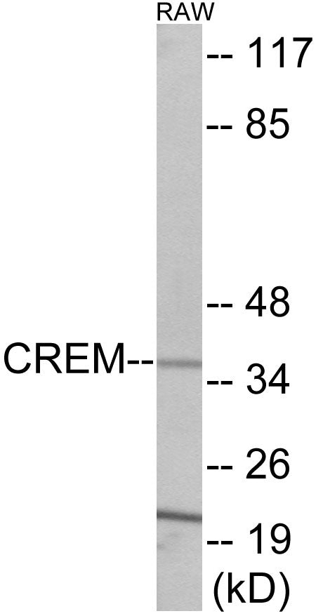 Western blot analysis of extracts from RAW264.7 cells, using CREM Antibody. The lane on the right is treated with the synthesized peptide.