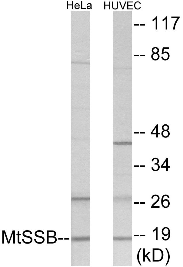 Western blot analysis of extracts from HuvEc/HeLa cells, using MtSSB Antibody.