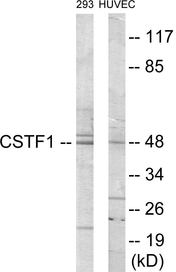 Western blot analysis of extracts from HuvEc/293 cells, using CSTF1 Antibody. The lane on the right is treated with the synthesized peptide.
