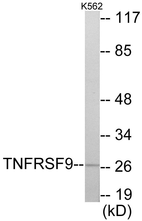 Western blot analysis of extracts from K562 cells, using TNFRSF9 Antibody. The lane on the right is treated with the synthesized peptide.