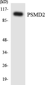 Western blot analysis of extracts from COLO205/293 cells, using PSMD2 Antibody. The lane on the right is treated with the synthesized peptide.