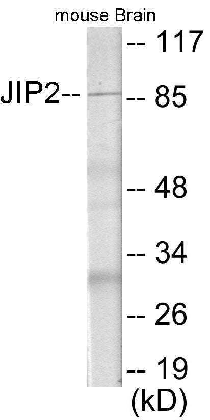 Western blot analysis of extracts from mouse brain cells, using JIP2 Antibody.