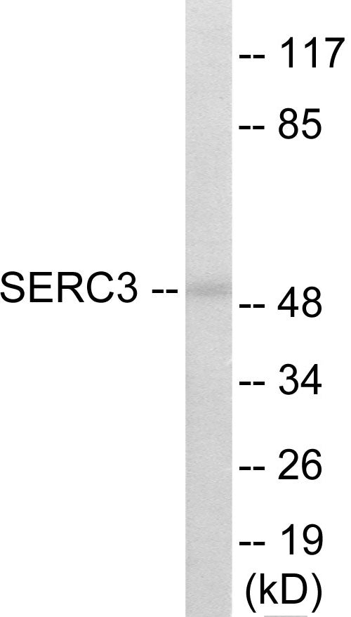 Western blot analysis of extracts from 293 cells, using SERC3 Antibody.