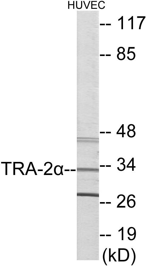 Western blot analysis of extracts from HuvEc cells, using TRA-2 alpha Antibody.
