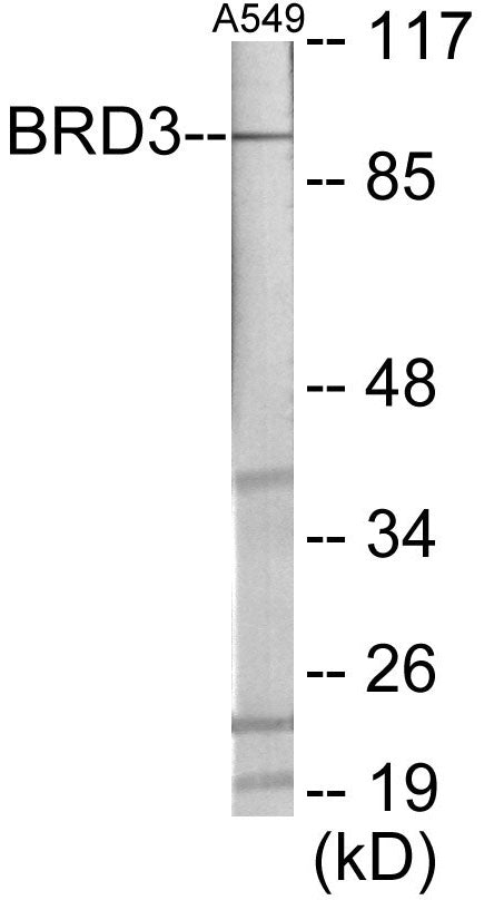 Western blot analysis of extracts from A549 cells, using BRD3 Antibody. The lane on the right is treated with the synthesized peptide.