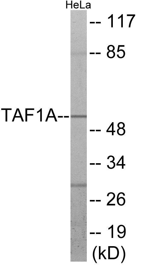 Western blot analysis of extracts from HeLa cells, using TAF1A Antibody. The lane on the right is treated with the synthesized peptide.