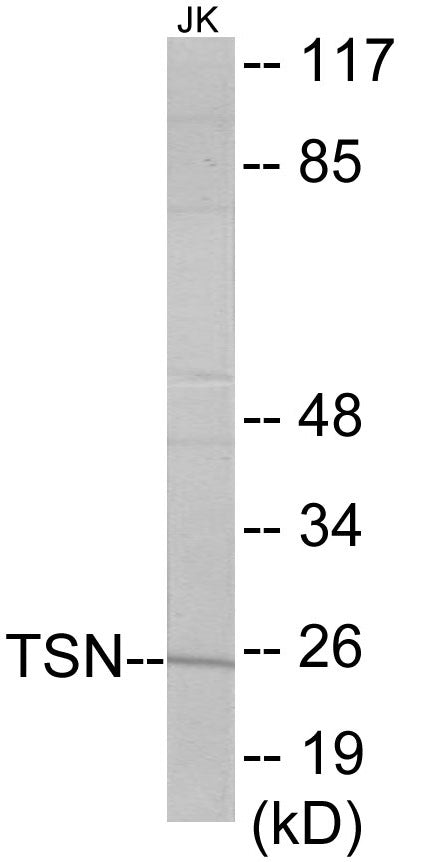 Western blot analysis of extracts from Jurkat cells, using TSN Antibody.