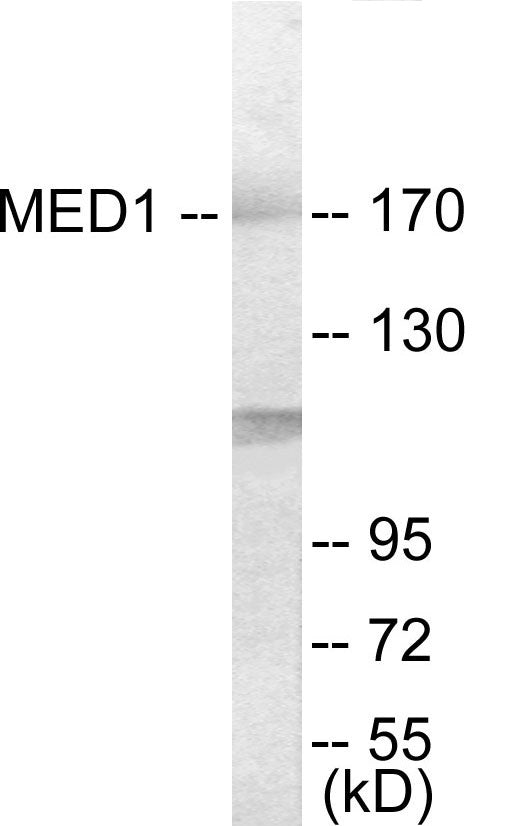 Western blot analysis of extracts from Jurkat cells, using MED1 Antibody.