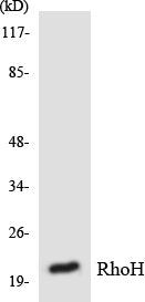 Western blot analysis of extracts from HT-29 cells, using RhoH Antibody.