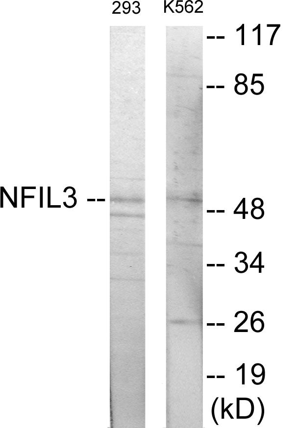 Western blot analysis of extracts from 293/K562 cells, using NFIL3 Antibody. The lane on the right is treated with the synthesized peptide.