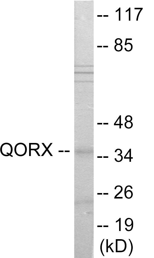 Western blot analysis of extracts from 293 cells, using QORX Antibody. The lane on the right is treated with the synthesized peptide.