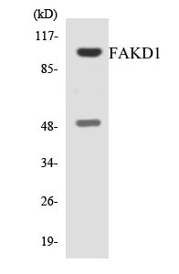 Western blot analysis of extracts from COS7 cells, using FAKD1 Antibody. The lane on the right is treated with the synthesized peptide.