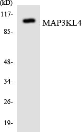 Western blot analysis of extracts from HT-29 cells, using MAP3KL4 Antibody. The lane on the right is treated with the synthesized peptide.
