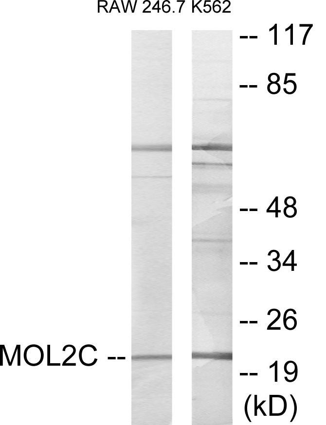 Western blot analysis of extracts from RAW264.7/K562 cells, using MOL2C Antibody. The lane on the right is treated with the synthesized peptide.