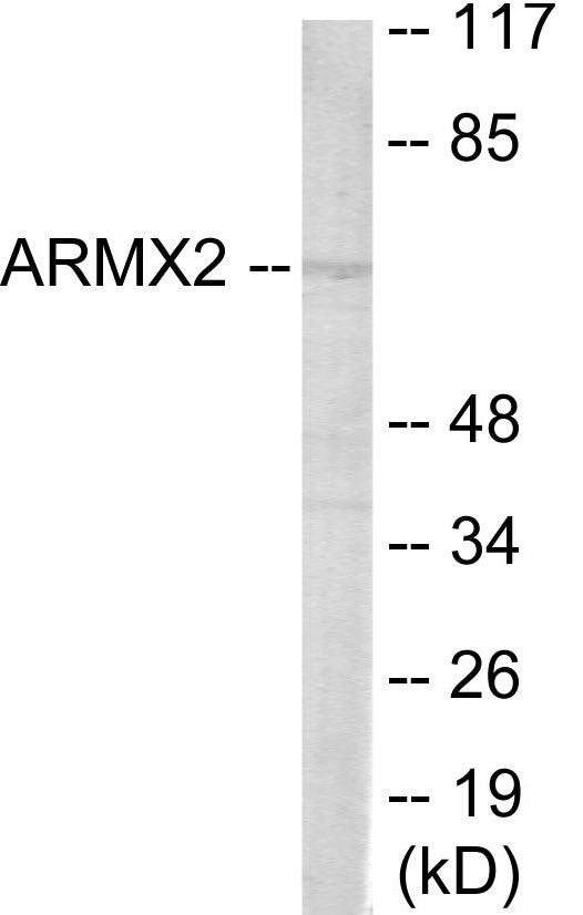 Western blot analysis of extracts from 293 cells, using ARMCX2 Antibody.