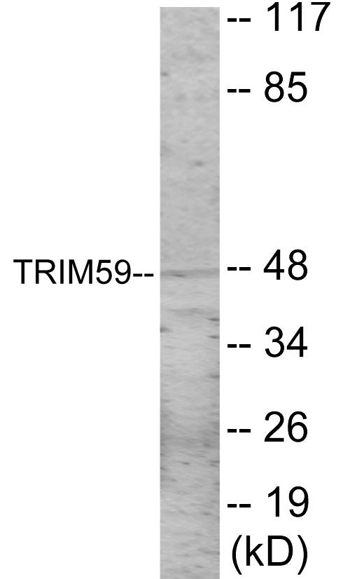 Western blot analysis of extracts from NIH-3T3 cells, using TRIM59 Antibody.